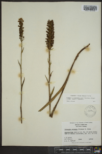 Platanthera clavellata image