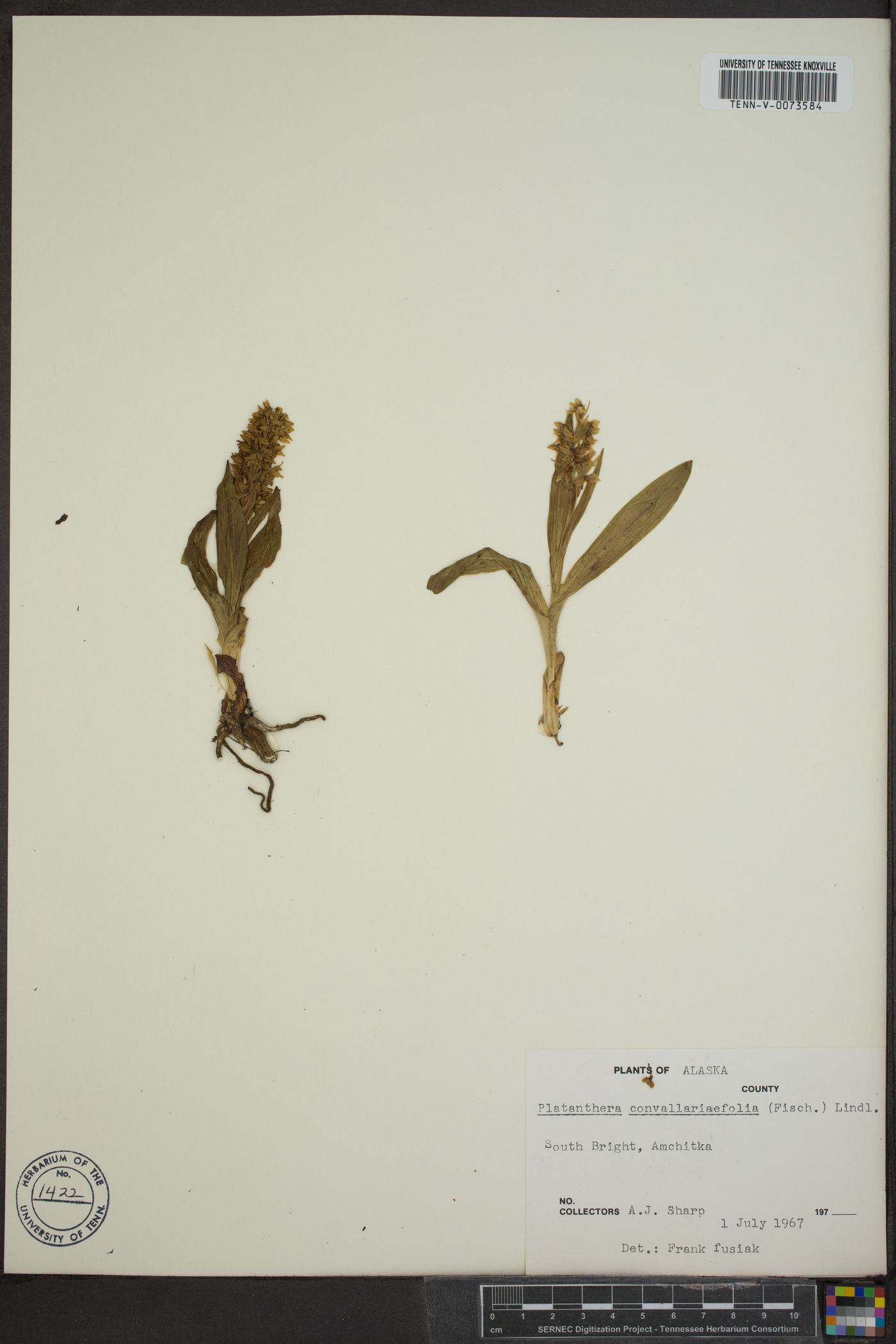 Platanthera convallariifolia image