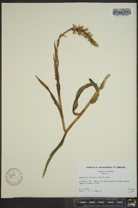 Platanthera dilatata image