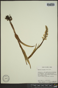 Platanthera dilatata image