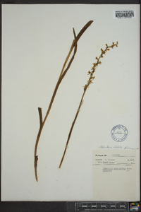 Platanthera dilatata image