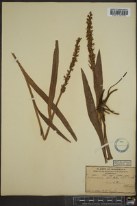 Platanthera dilatata image