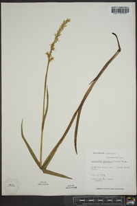 Platanthera dilatata image