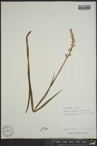 Platanthera dilatata image