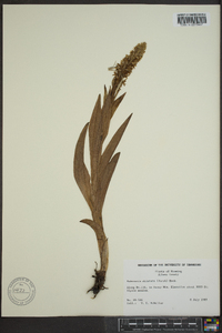 Platanthera dilatata image