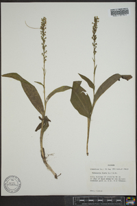 Platanthera flava image