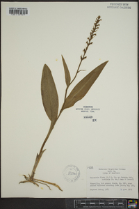 Platanthera flava image