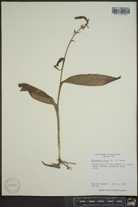 Platanthera flava image