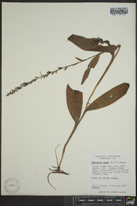 Platanthera flava image