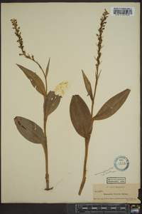 Platanthera flava image