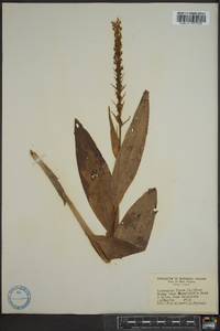 Platanthera flava image