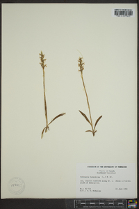 Platanthera hyperborea image