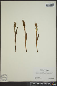 Platanthera hyperborea var. hyperborea image