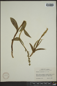 Platanthera hyperborea image