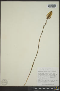 Platanthera integra image