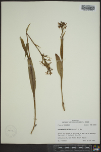 Platanthera lacera image