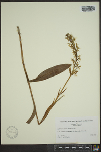 Platanthera lacera image