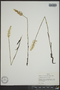 Platanthera nivea image