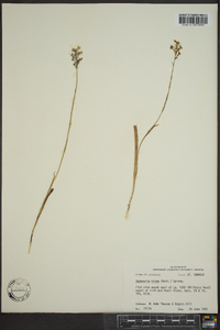 Platanthera nivea image