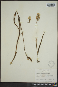 Platanthera nivea image