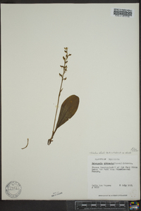 Platanthera obtusata image