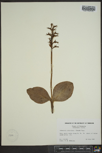 Platanthera orbiculata image