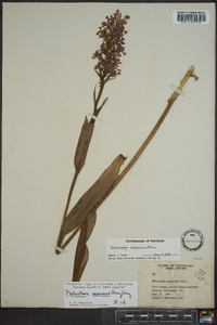 Platanthera peramoena image