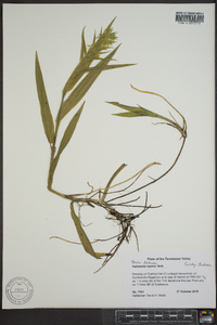 Habenaria repens image