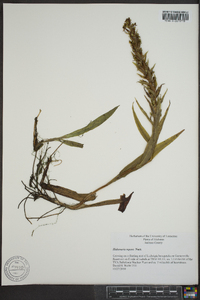 Habenaria repens image