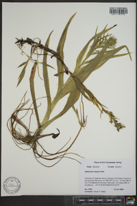 Habenaria repens image