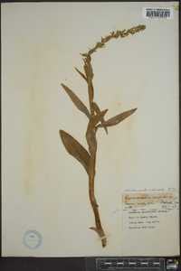 Platanthera sparsiflora image