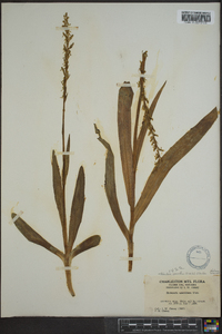 Platanthera sparsiflora image