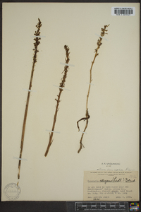 Habenaria elegans image