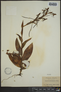 Habenaria macroceratitis image