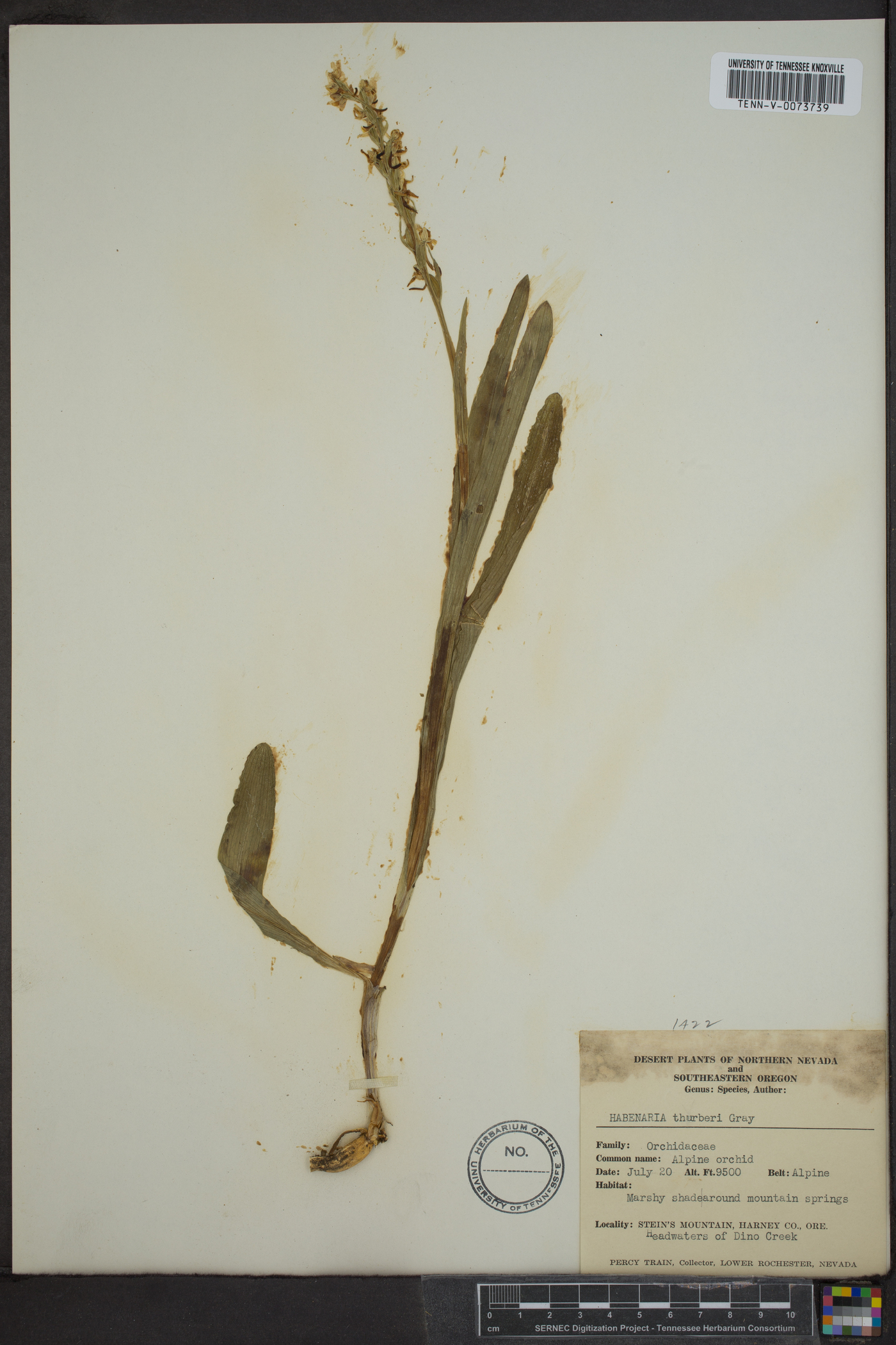 Habenaria thurberi image