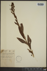 Habenaria odontopetala image