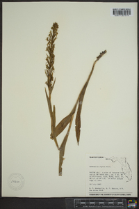 Habenaria repens image