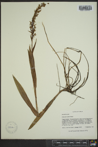 Habenaria repens image