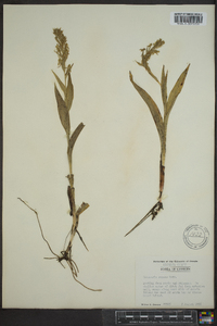 Habenaria repens image