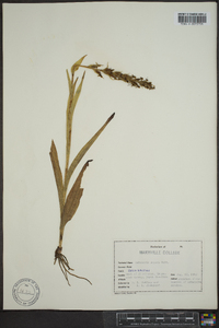 Habenaria repens image