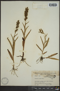 Habenaria repens image