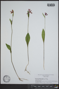 Pogonia ophioglossoides image