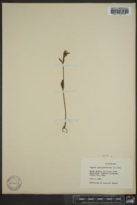 Pogonia ophioglossoides image