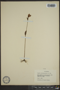 Pogonia ophioglossoides image