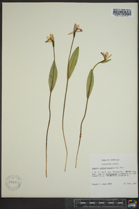 Pogonia ophioglossoides image