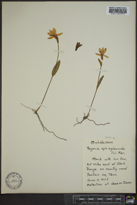 Pogonia ophioglossoides image