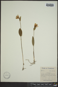 Pogonia ophioglossoides image