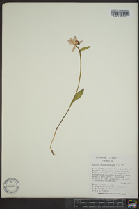 Pogonia ophioglossoides image