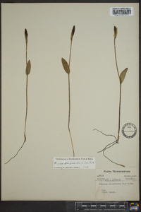 Pogonia ophioglossoides image