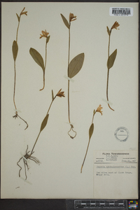 Pogonia ophioglossoides image